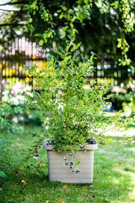 Flower box Berberis