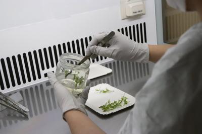 In-vitro production Fargesia lab