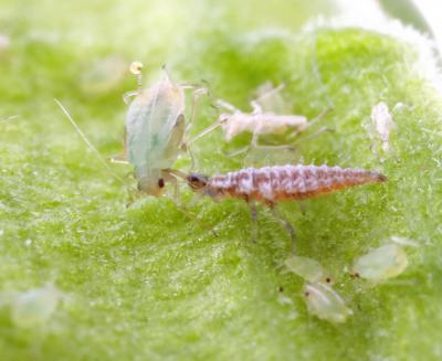 Young Lacewing Larvae with an Aphid
