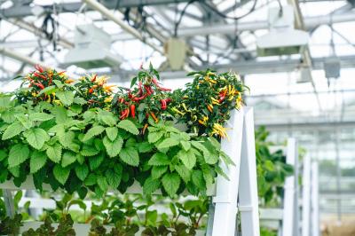 Petersilie und Blattgemüse Pflanzentheke