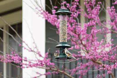 Spring Bird Feeding