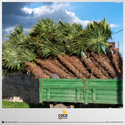 Resim başlığı DE