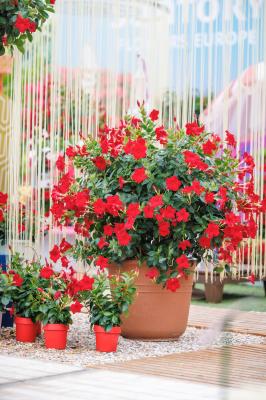 Sundaville® Verona Red