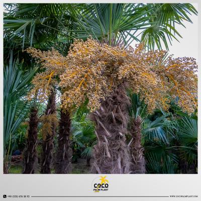 Resim başlığı DE