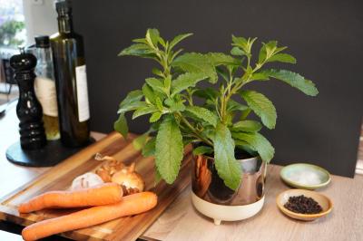 Blu Suppenliebe Bouillon-Pflanze