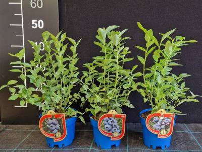 Blueberry in 2 litre pot, produced by Cieplucha Nurseries