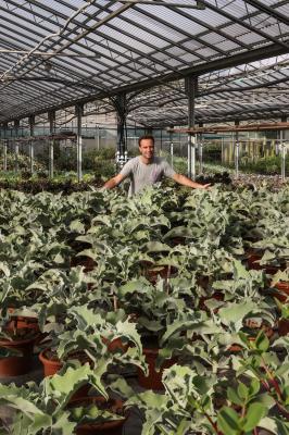 Kalanchoe beharensis cultivation