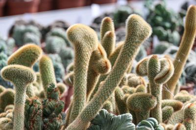 Cleistocactus morawetzianus f. cristata