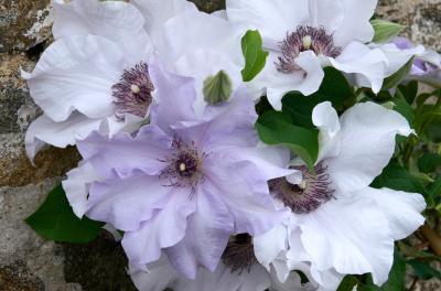 Clematis Eliza EviGsy158 Raymond J Evison Ltd.