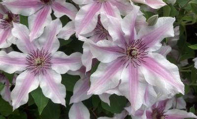 Clematis Ithemba EviGsy157 Raymond J Evison Ltd.