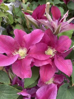 Clematis Queen's Nurse EviGsy159 Raymond J Evison Ltd.