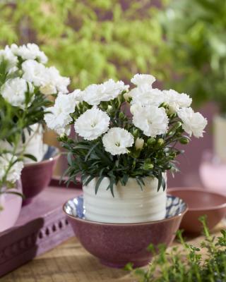 Dianthus Sunflor® Avery 