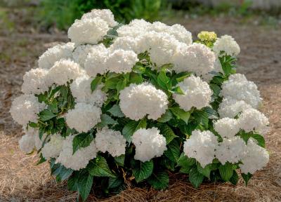 Endless Summer® DreamCloud®