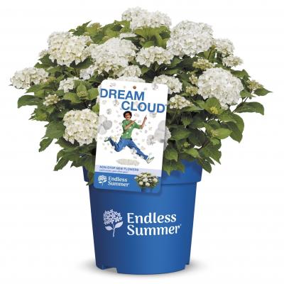 Endless Summer® DreamCloud®