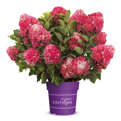 First Editions® Spring Sizzle®