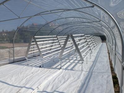 Petersilie und Blattgemüse Pflanzentheke