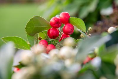 Gaultheria Ciao Bella