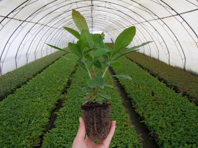 Azalea liners from M40 multitray