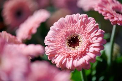 Garvinea® Sweet Pastry