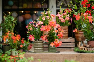 Sundaville® UP series