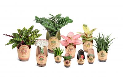 EasyCare Plants in Paper Covers
