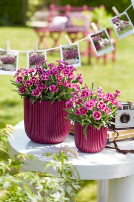 Pot Dianthus Picture Perfect®
