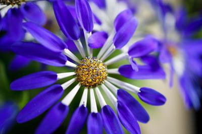 Senetti® Blue Spoon 