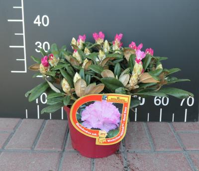 Rhododendron in C5 - Cieplucha Nursery key product