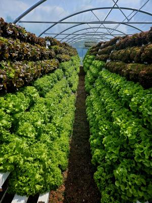 Steuerung Pflanzentheke