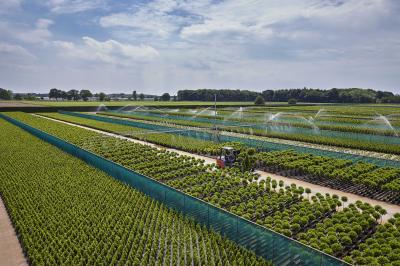 Laurica Plants BE Lorbeer