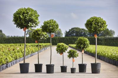Laurica Plants BE Lorbeer